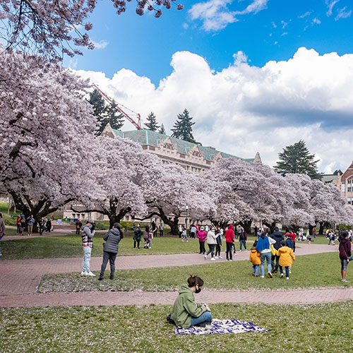 cherry trees and people on the Quad